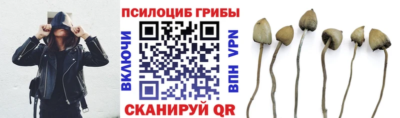 darknet наркотические препараты Одинцово Псилоцибиновые грибы Cubensis